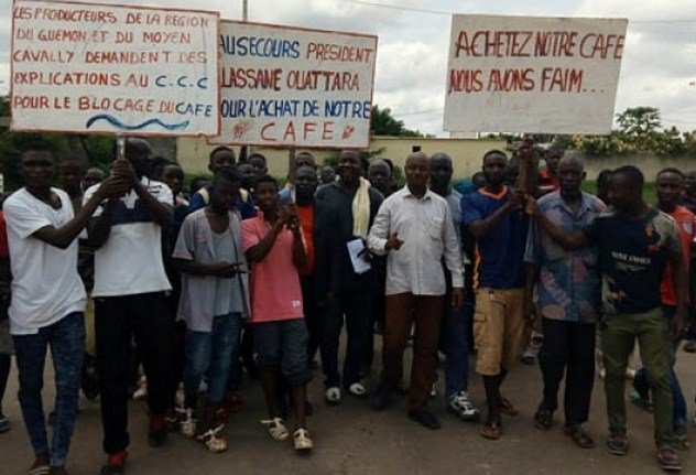 Duékoué : Des producteurs manifestent contre le blocage de la commercialisation du café