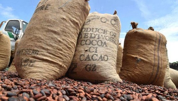 Qui profite, ou pas, de la chute vertigineuse des cours du cacao?