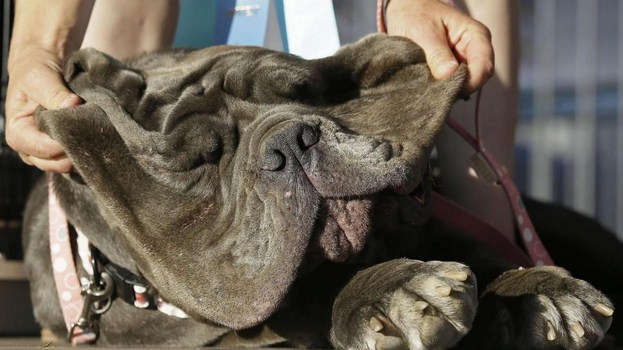 Elu le "chien le plus laid du monde", son maître empoche plus de 850.000 FCFA