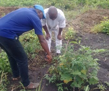 Côte d'Ivoire /Agriculture durable : L’ONG STOC lance une opération de « Couverture manioc »