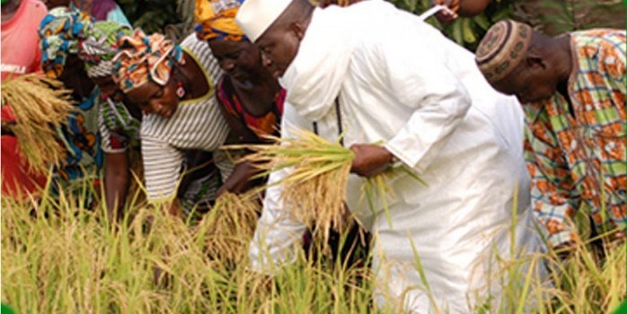 Gambie : Yahya Jammeh veut se lancer dans l’agriculture