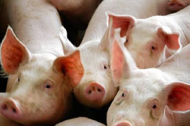 Peste porcine en Côte d’Ivoire : le gouvernement interdit la consommation et la vente de porcs