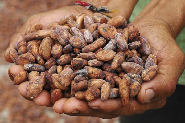 Côte d’Ivoire : Le prix du cacao passe de 1000F à 1100F