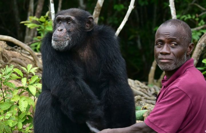 Ponso, dernier survivant de l’île aux chimpanzés en Côte d’Ivoire (MAGAZINE)